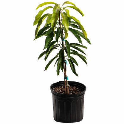 Glenn Mango Tree plant in a black plastic pot with glossy green leaves Live Good Logistics on Tampa Home & Garden Store