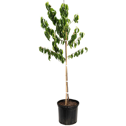 Elberta Peach Tree plant in a black plastic pot with stake lush green leaves Live Good Logistics on Tampa Home & Garden Store