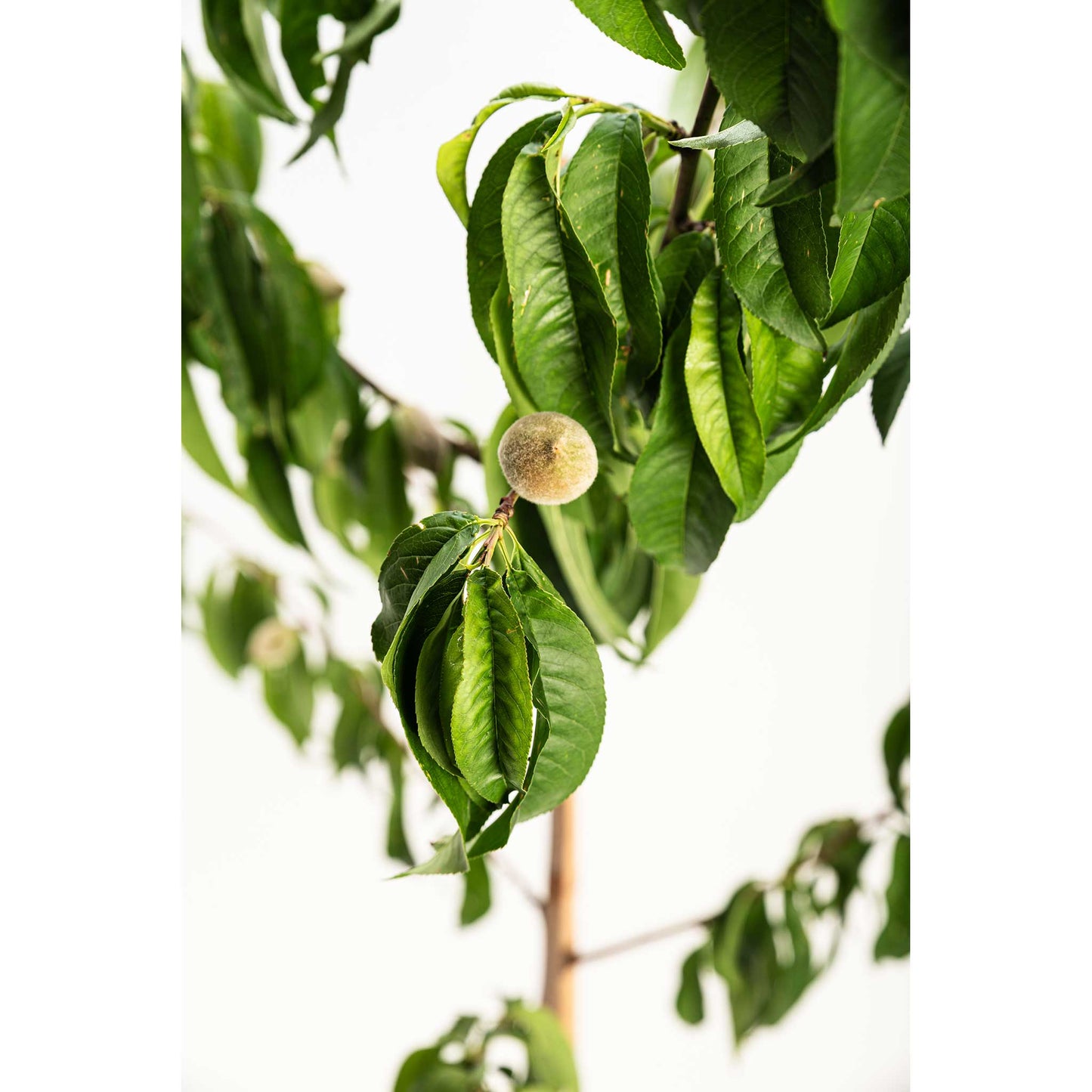 Elberta Peach Tree plant with lush green leaves and small fuzzy peaches Live Good Logistics on Tampa Home & Garden Store