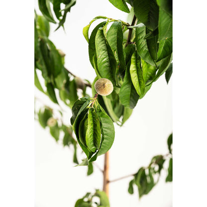 Elberta Peach Tree plant with lush green leaves and small fuzzy peaches Live Good Logistics on Tampa Home & Garden Store