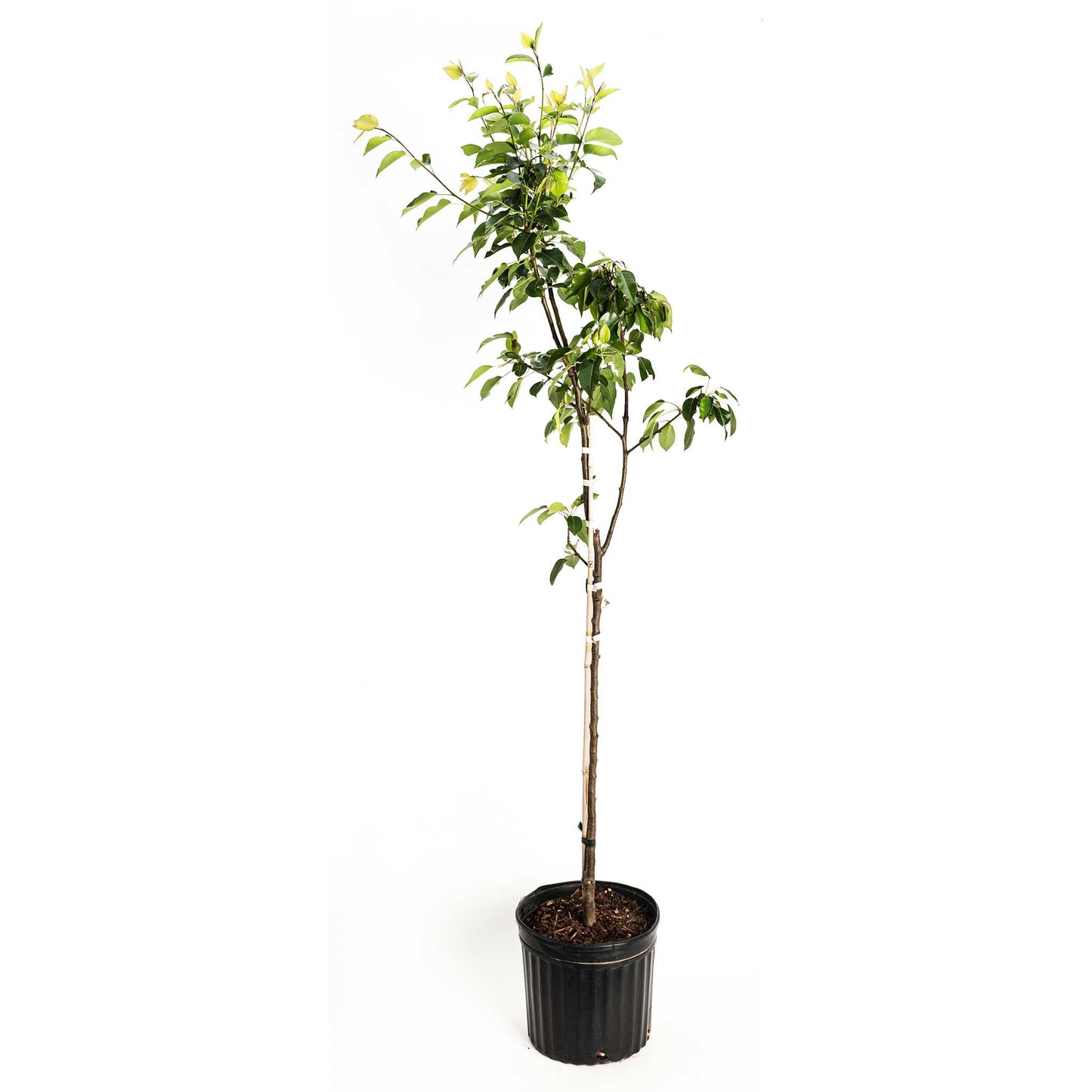 Kieffer Pear Tree plant, green leaves in black pot, Live Good Logistics on Tampa Home & Garden Store