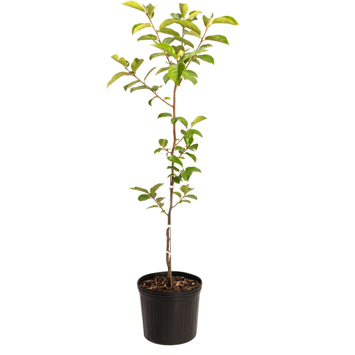 Fuyu Persimmon plant with green leaves in a black plastic pot on Tampa Home & Garden Store