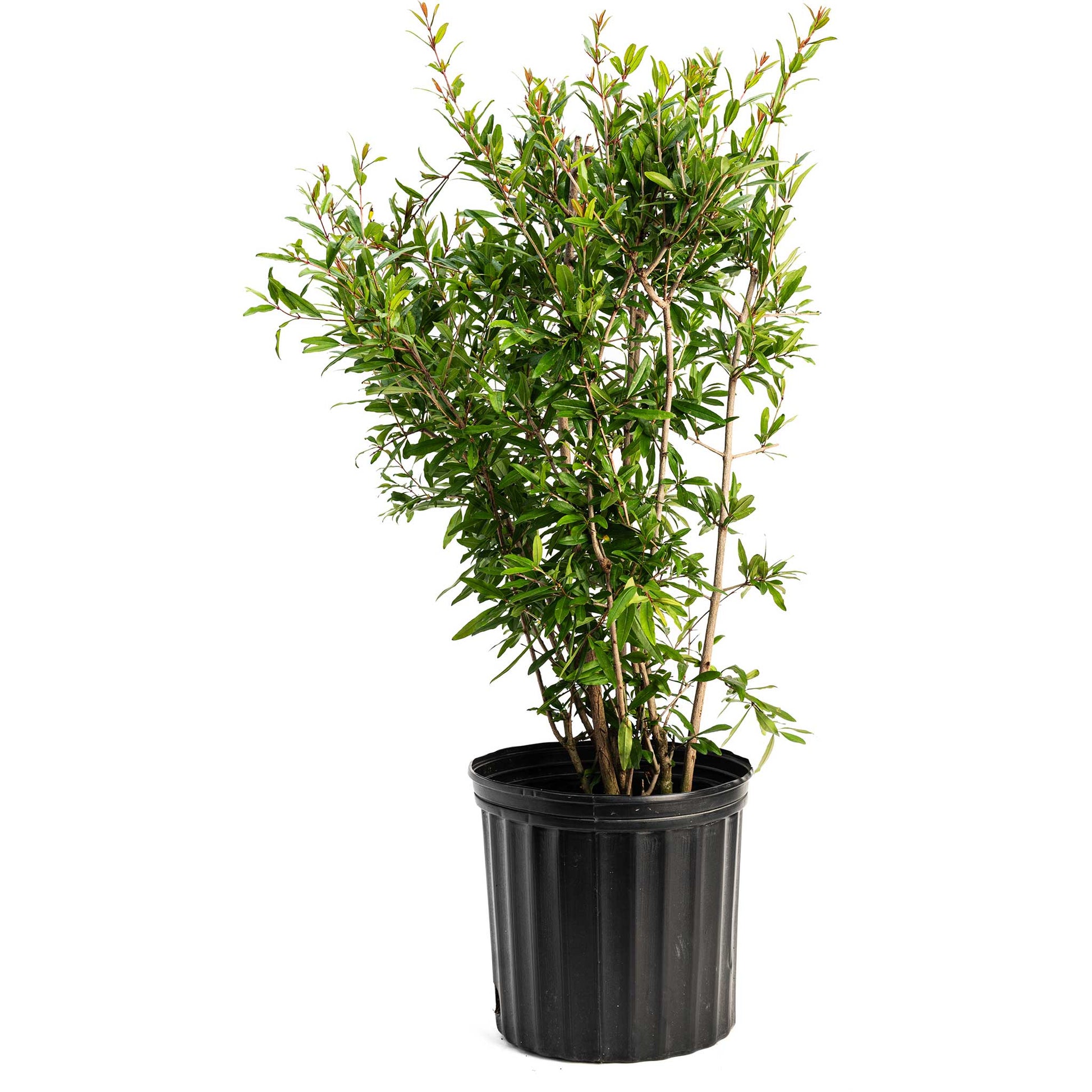 Wonderful Pomegranate Tree in black plastic pot with green leaves Live Good Logistics plant on Tampa Home & Garden Store