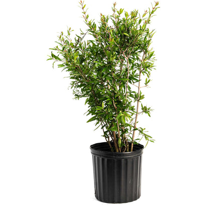Wonderful Pomegranate Tree in black plastic pot with green leaves Live Good Logistics plant on Tampa Home & Garden Store