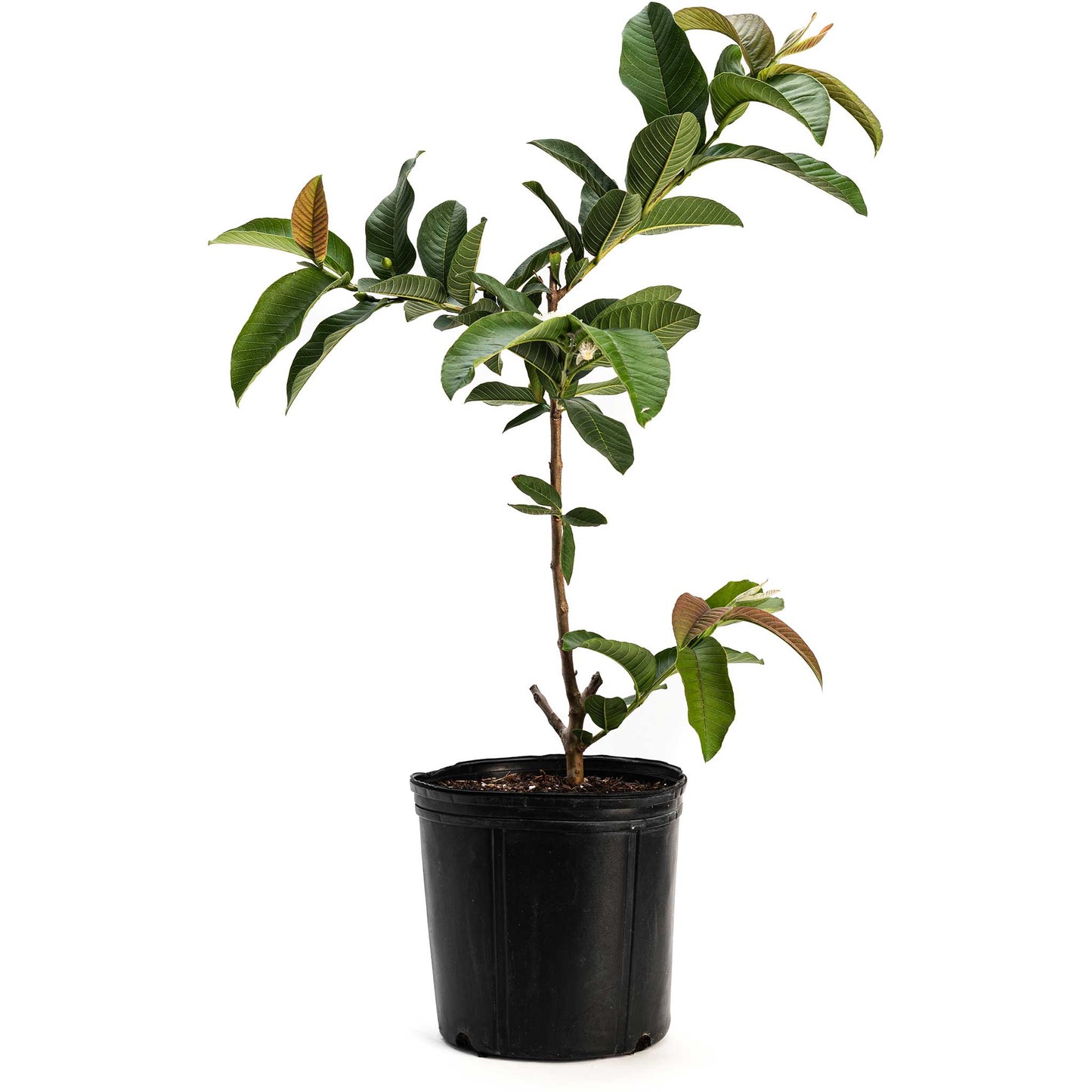 Ruby Supreme Guava Tree in black plastic pot with leaves Live Good Logistics Indoor Plant on Tampa Home & Garden Store