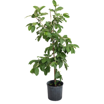 White Guava Tree plant with green leaves in black plastic pot and stake Live Good Logistics plant on Tampa Home & Garden Store