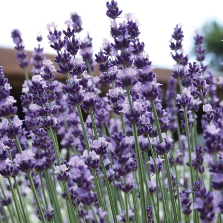 Lavender seeds Vera Lavender plants with tall purple flower spikes and green stems Seedtime Store on Tampa Home & Garden Store