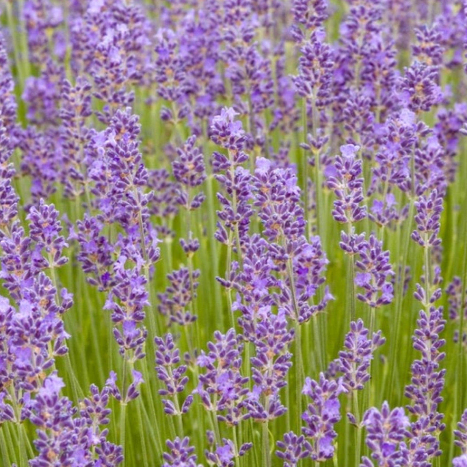 Munstead Lavender seeds from Seedtime Store in a field of purple lavender blooms on Tampa Home & Garden Store