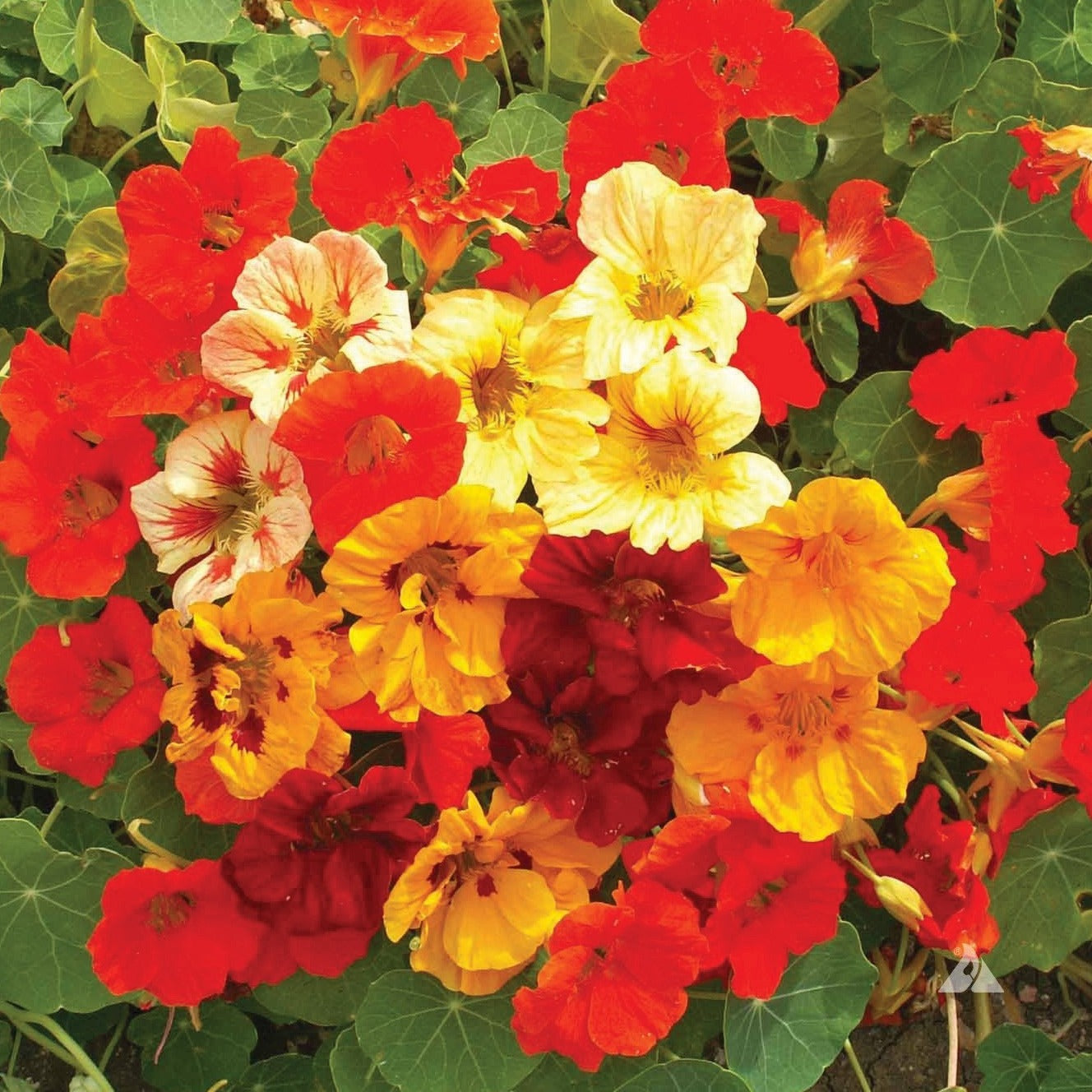 Jewel Mix Nasturtium seeds with vibrant red, orange, and yellow blooms among green leaves on Tampa Home & Garden Store