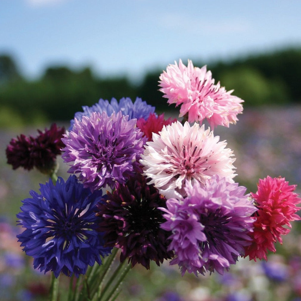 Bachelor's Buttons mix seeds with vibrant purple, pink, and blue blossoms on Tampa Home & Garden Store