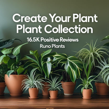 Spooky Mystery Bundle Box - 3 Spooky Plants