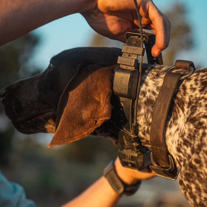 1-inch replacement e-collar strap by Hoss Straps on a dog wearing a black collar unit, pet collars & harnesses on Tampa Home & Garden Store
