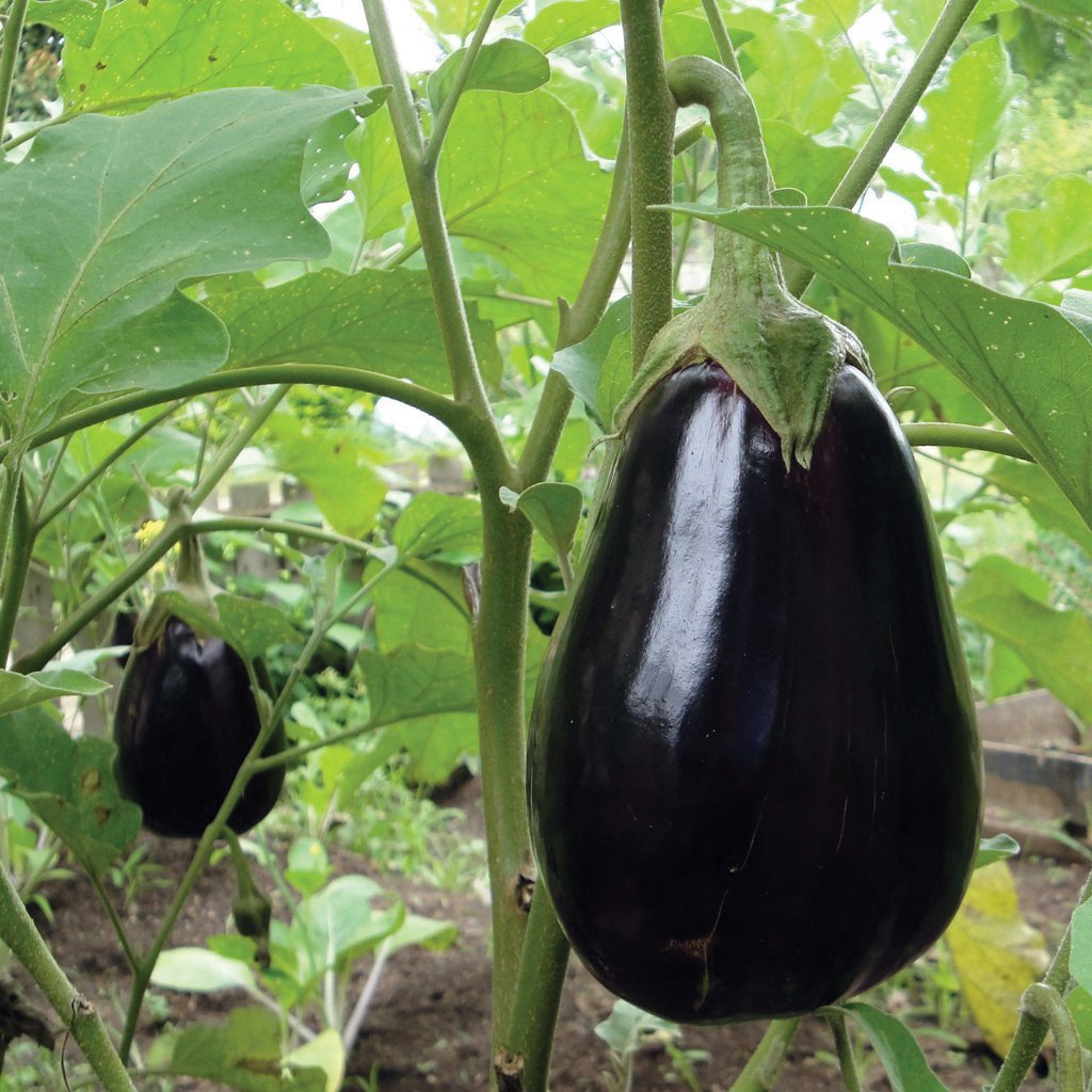 Black Beauty eggplant fruit on a green plant; glossy deep purple skin, 2 fruits visible on Tampa Home & Garden Store