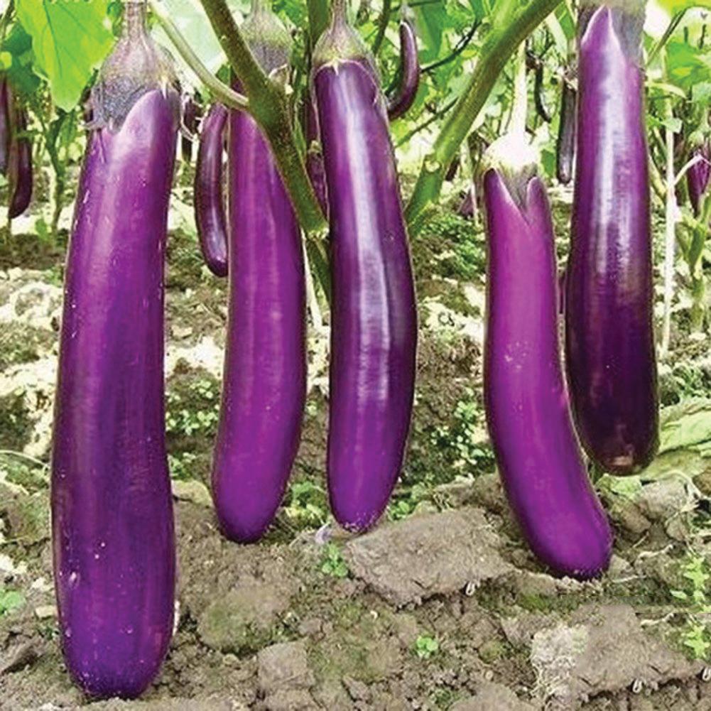 Long purple eggplant seeds Seedtime Store; elongated purple eggplants on vines in a garden on Tampa Home & Garden Store