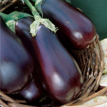 EGGPLANT Seeds, Black Beauty - Tampa Home & Garden Store