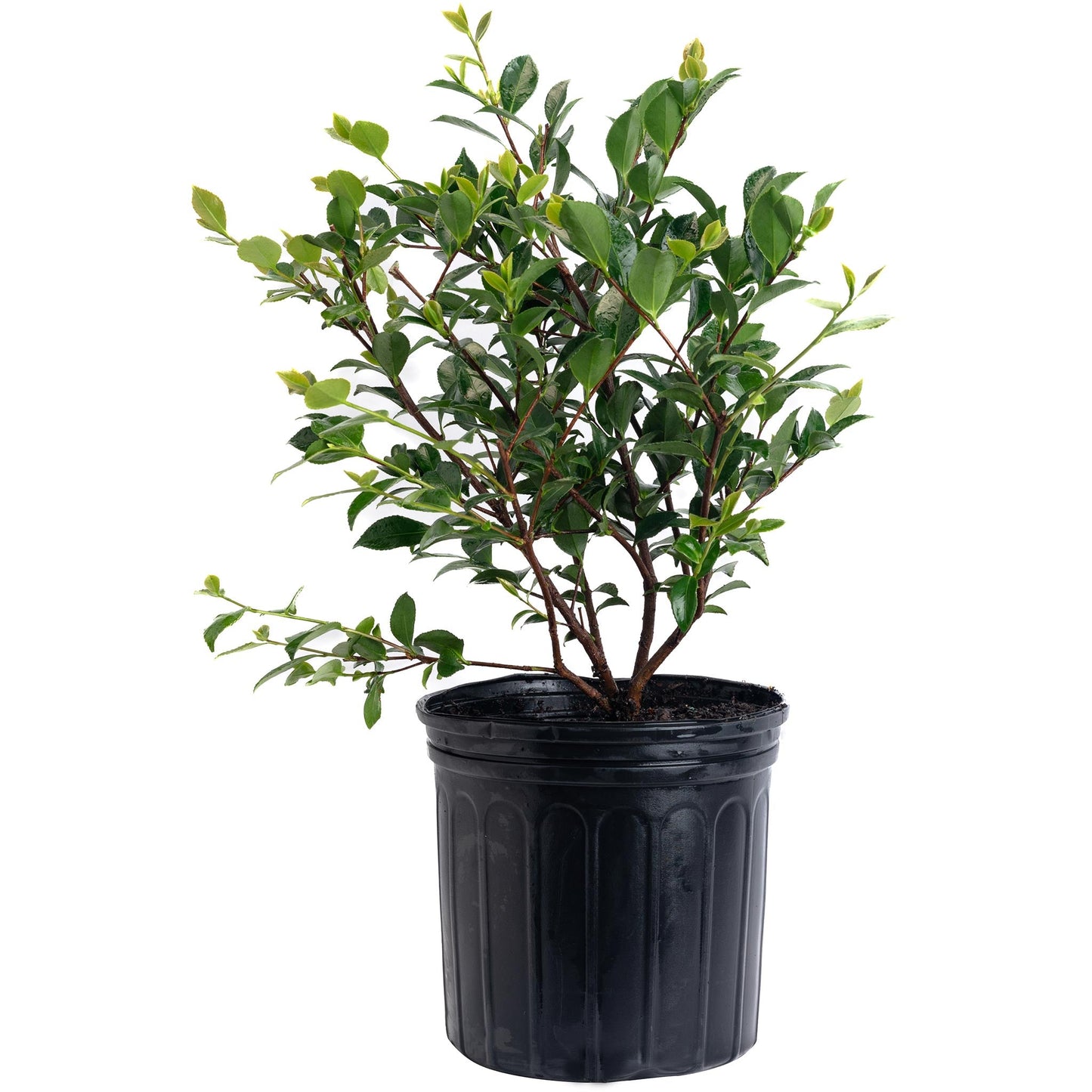 Purple Haze Camellia plant with glossy green leaves in a black plastic pot on Tampa Home & Garden Store