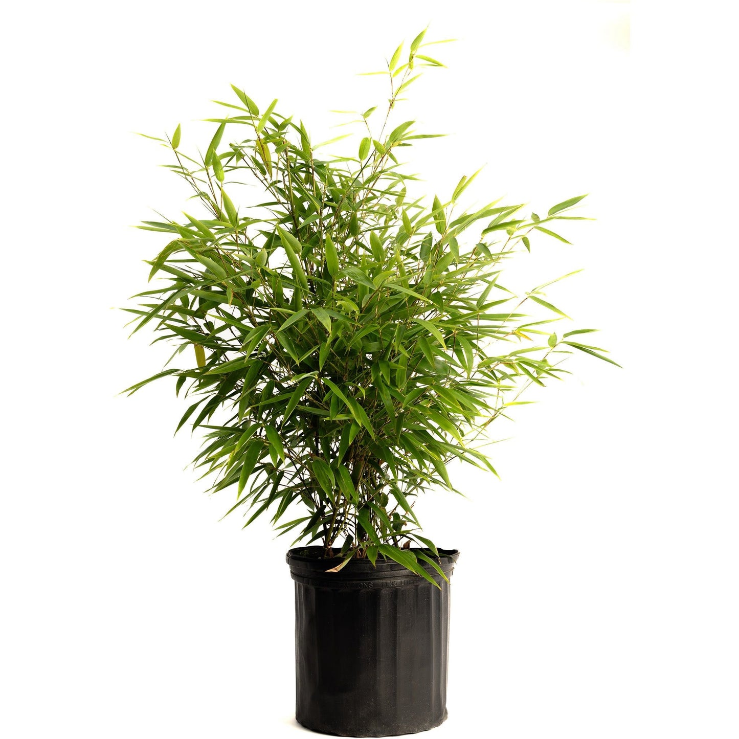 Black Bamboo plant in a black plastic pot, indoor/outdoor plant by Live Good Logistics on Tampa Home & Garden Store