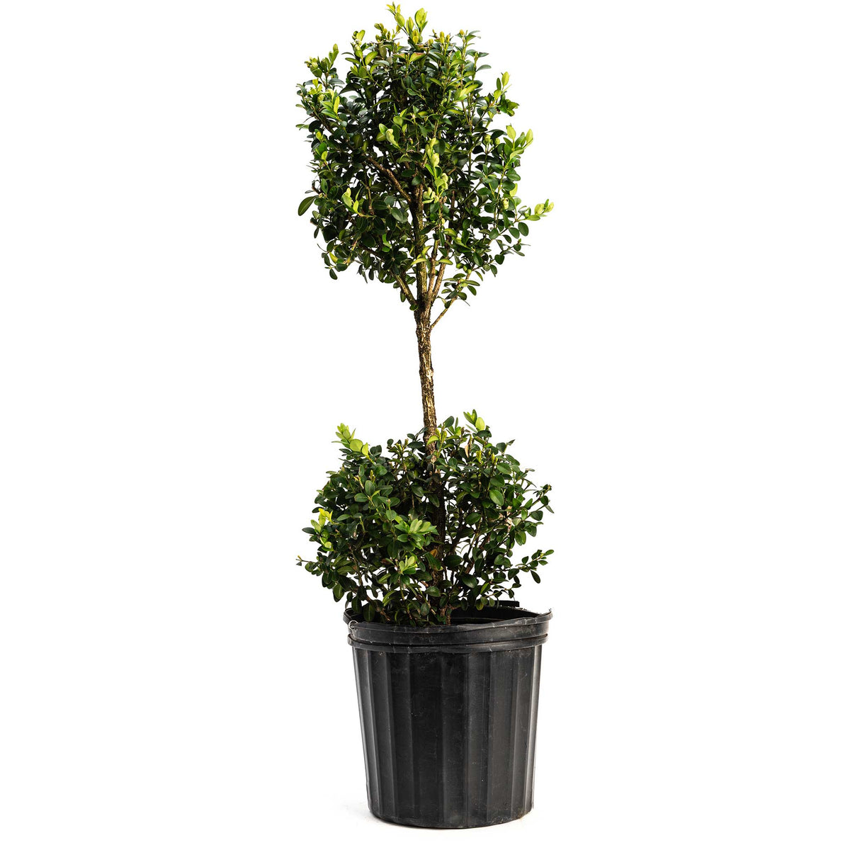 Green Mountain Topiary Boxwood Ball plant in a black plastic pot with glossy green leaves on Tampa Home & Garden Store
