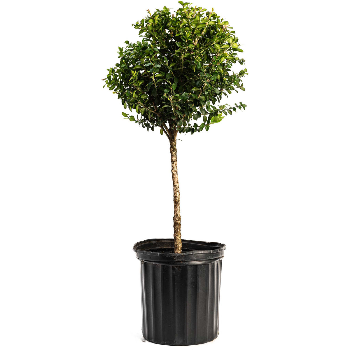 Green Mountain Boxwood Ball topiary plant in black plastic pot Live Good Logistics on Tampa Home & Garden Store