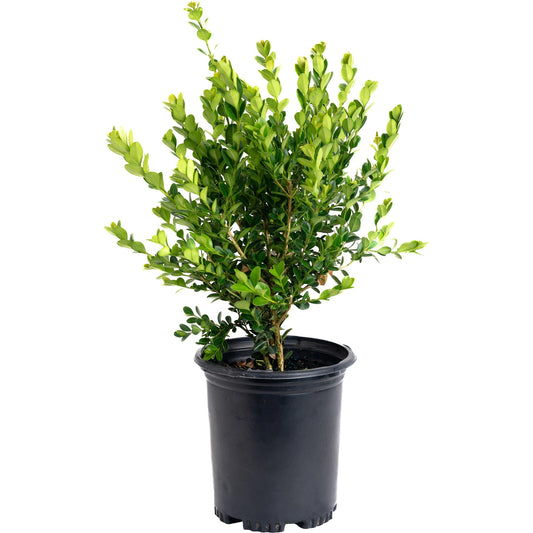 Winter Gem Boxwood plant in black nursery pot with glossy green leaves Live Good Logistics on Tampa Home & Garden Store