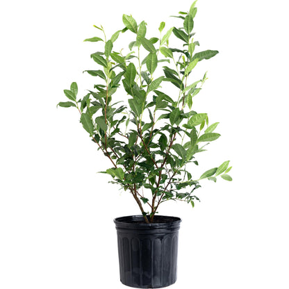 Tea Plant Camellia sinensis in black nursery pot with glossy green leaves on Tampa Home & Garden Store