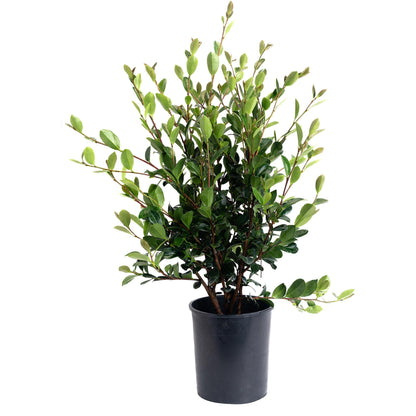 Yuletide Camellia plant in black pot with glossy green leaves Live Good Logistics on Tampa Home & Garden Store