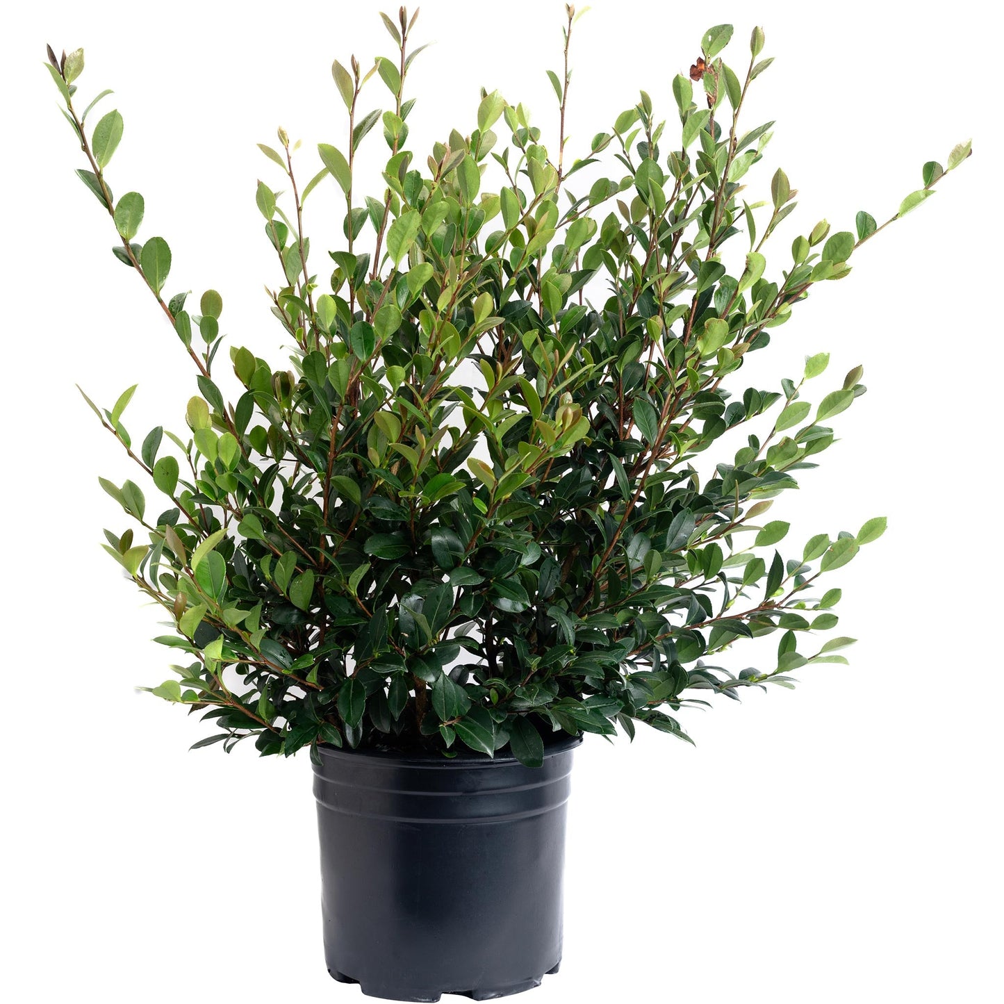 Yuletide Camellia plant in a black nursery pot with dense glossy green leaves on Tampa Home & Garden Store