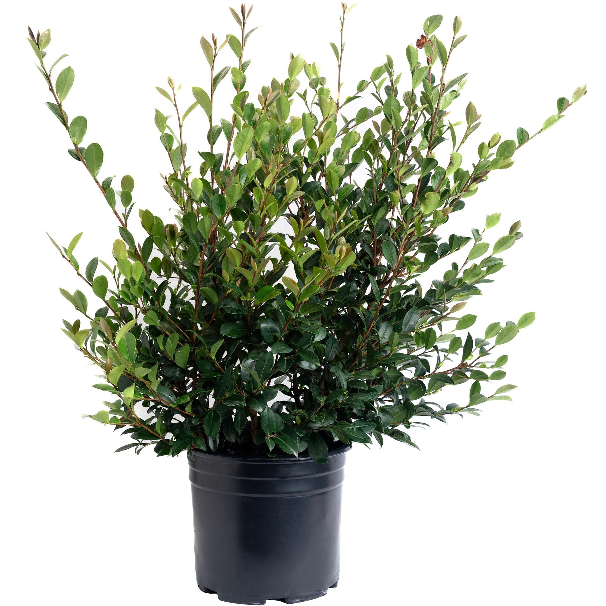 Yuletide Camellia plant in a black nursery pot with dense glossy green leaves on Tampa Home & Garden Store