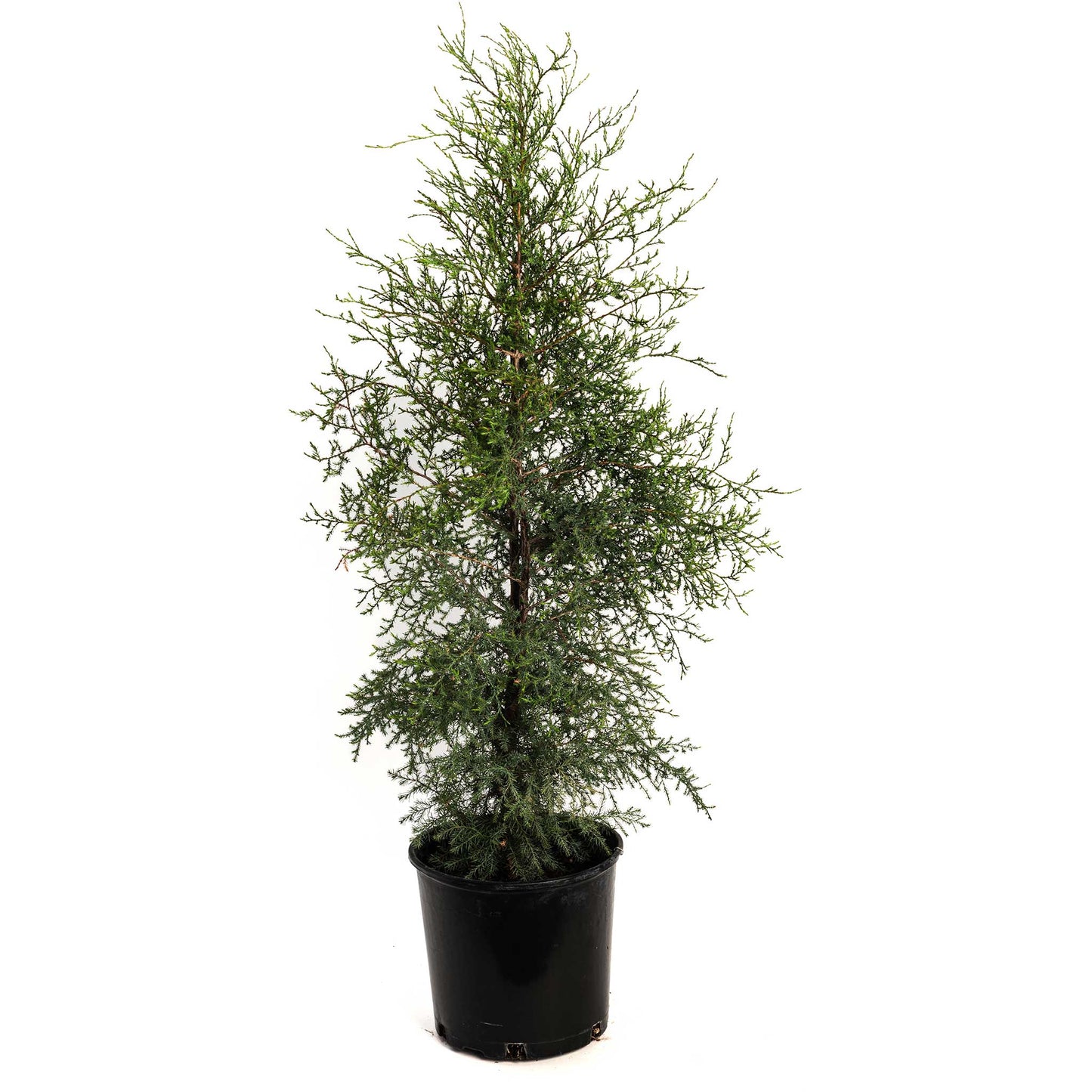 Brodie Eastern Red Cedar plant in black pot with dense evergreen foliage on Tampa Home & Garden Store