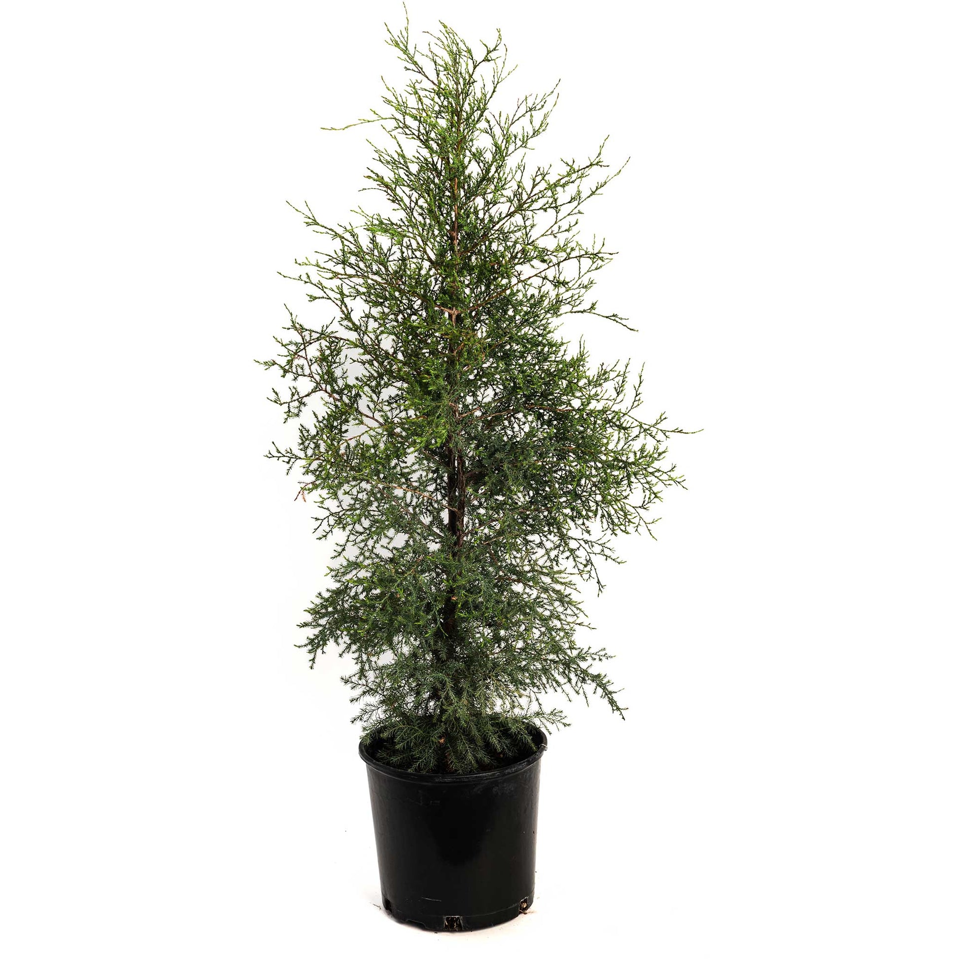 Brodie Eastern Red Cedar plant in black pot with dense evergreen foliage on Tampa Home & Garden Store
