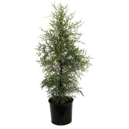 Brodie Eastern Red Cedar plant in black pot with dense evergreen foliage on Tampa Home & Garden Store