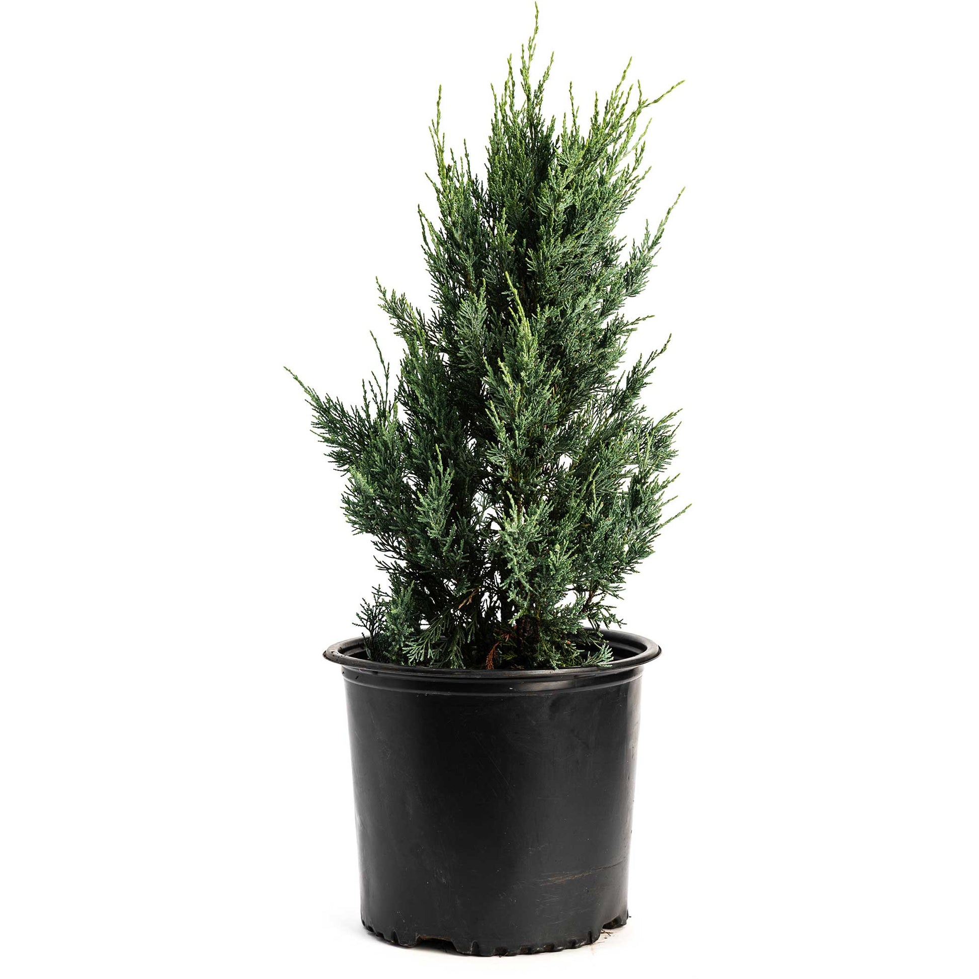 Moonglow Juniper Tree plant by Live Good Logistics, potted in a black plastic pot on Tampa Home & Garden Store