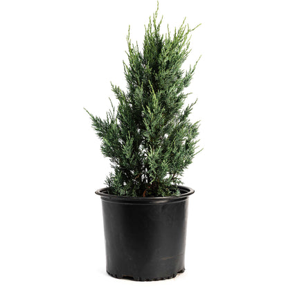 Moonglow Juniper Tree plant by Live Good Logistics, potted in a black plastic pot on Tampa Home & Garden Store