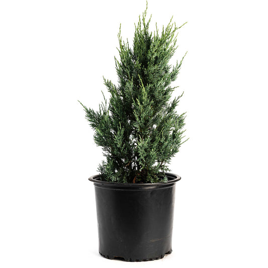 Moonglow Juniper Tree plant by Live Good Logistics, potted in a black plastic pot on Tampa Home & Garden Store
