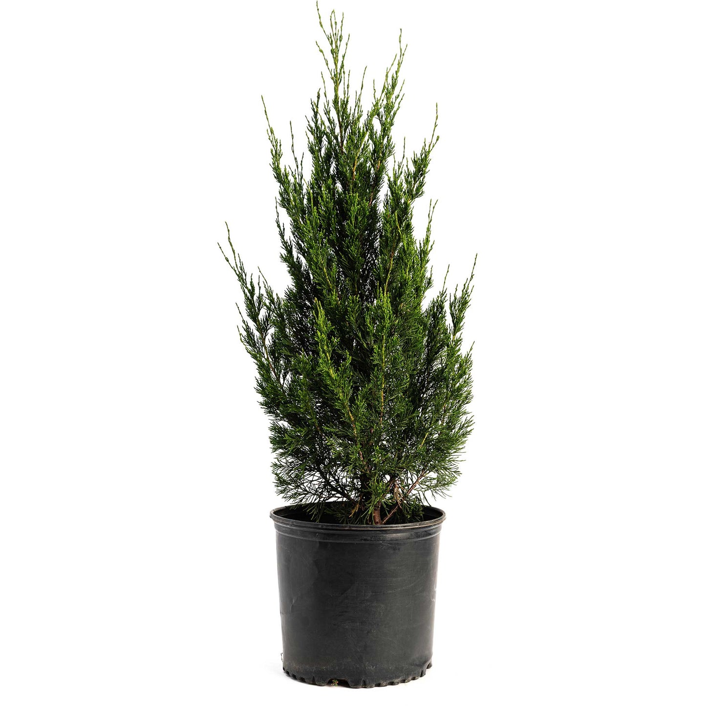 Spartan Juniper plant in black plastic pot; compact evergreen conifer with green needles on Tampa Home & Garden Store