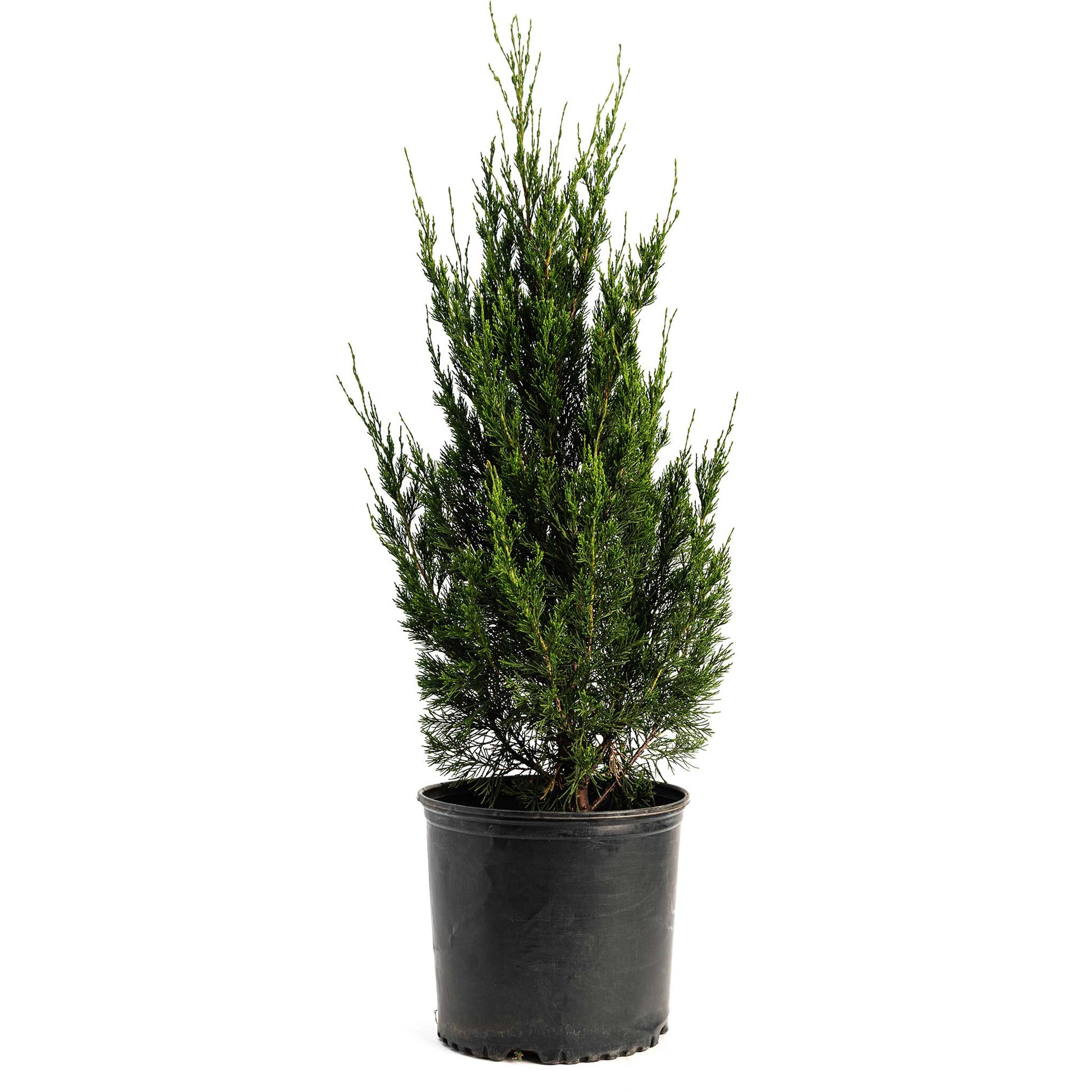 Spartan Juniper plant in black plastic pot; compact evergreen conifer with green needles on Tampa Home & Garden Store