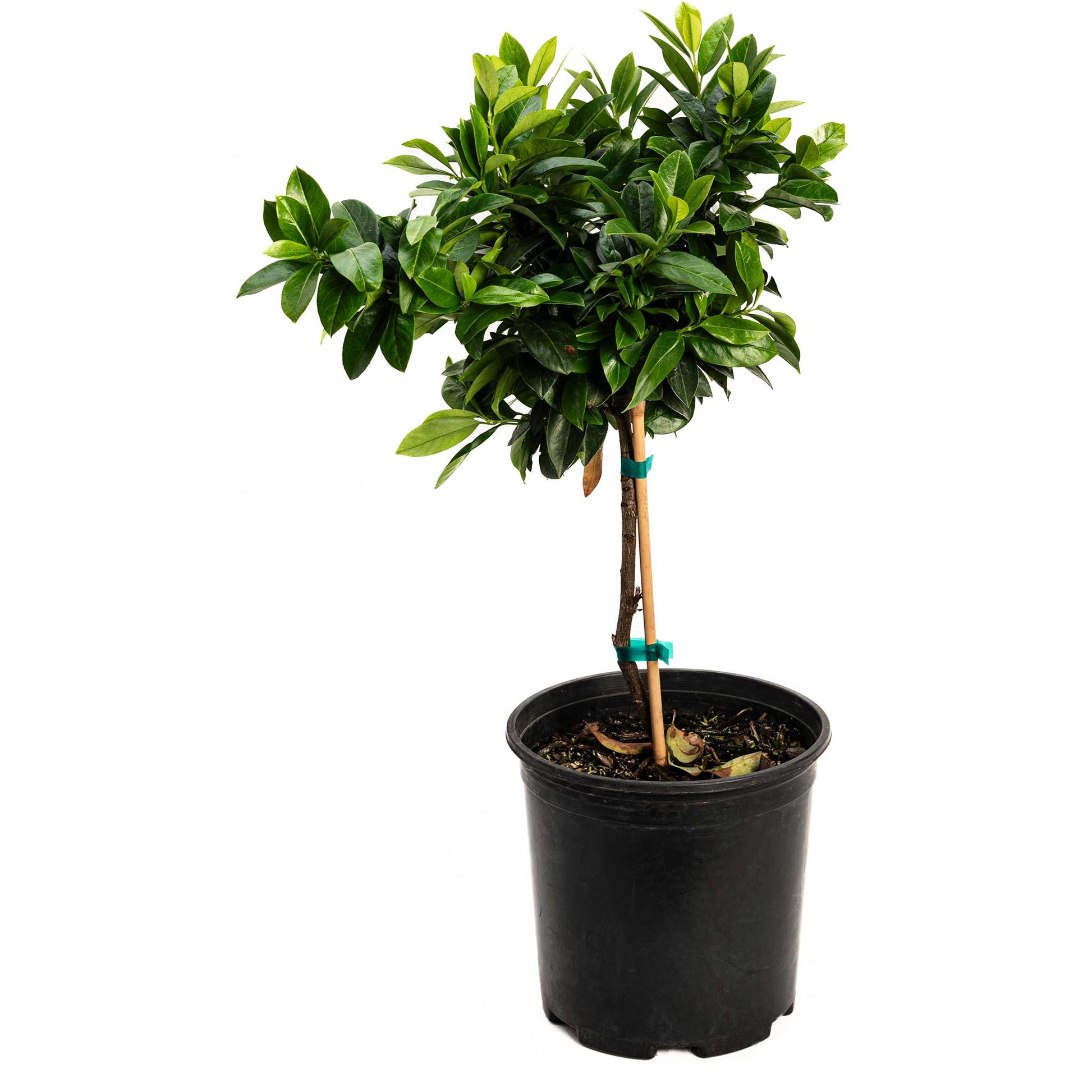 English Laurel Topiary (Single Ball) potted plant with stakes in black pot Live Good Logistics on Tampa Home & Garden Store