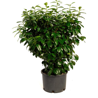 Volcano Cherry Laurel plant by Live Good Logistics in a black plastic pot on Tampa Home & Garden Store