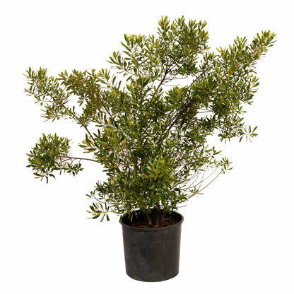 Southern Wax Myrtle plant in a black pot with dense green leaves on Tampa Home & Garden Store