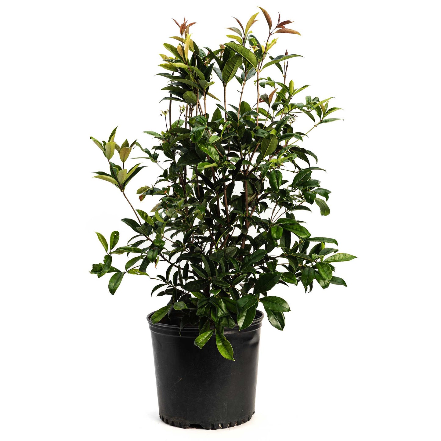 Fragrant Tea Olive Tree plant in a black plastic pot dark green leaves Live Good Logistics on Tampa Home & Garden Store
