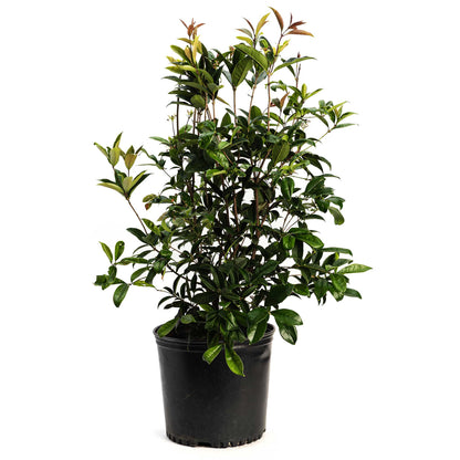 Fragrant Tea Olive Tree plant in a black plastic pot dark green leaves Live Good Logistics on Tampa Home & Garden Store
