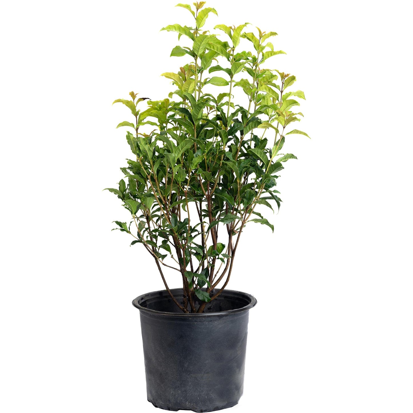 Orange Flowering Tea Olive indoor outdoor plant in plastic pot Live Good Logistics on Tampa Home & Garden Store