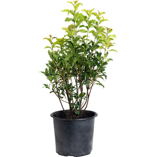Orange Flowering Tea Olive indoor outdoor plant in plastic pot Live Good Logistics on Tampa Home & Garden Store