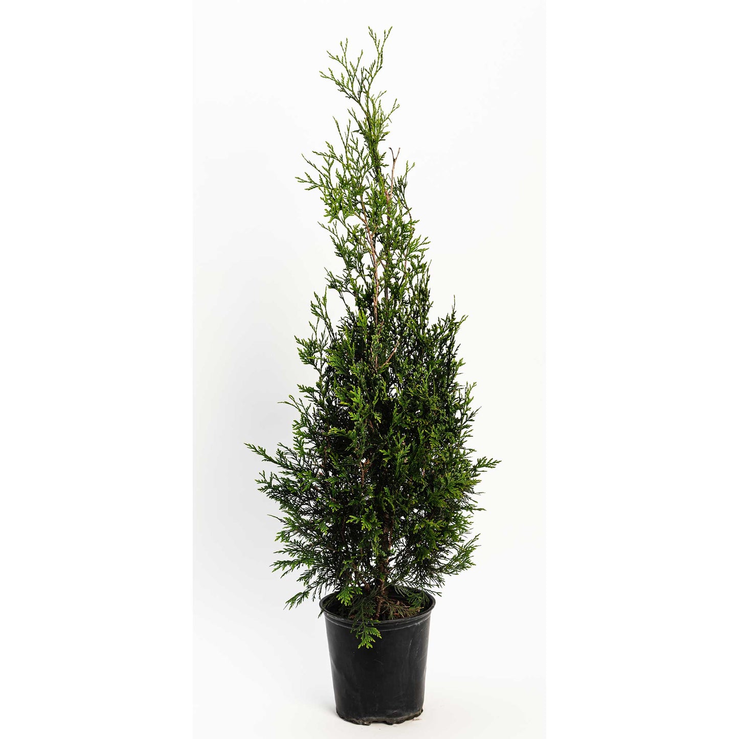 American Pillar Thuja plant, evergreen conifer in black pot, Live Good Logistics indoor on Tampa Home & Garden Store