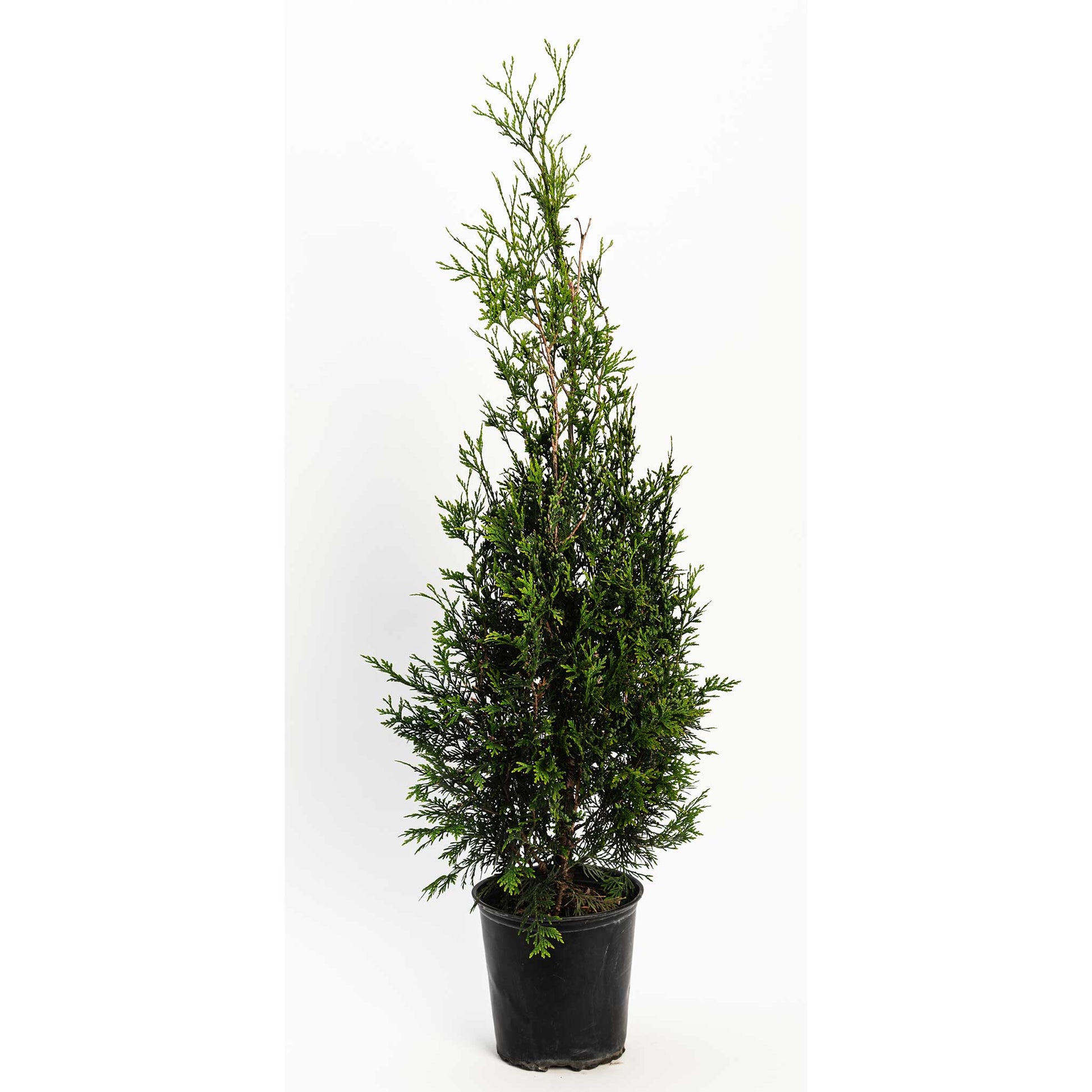 American Pillar Thuja plant, evergreen conifer in black pot, Live Good Logistics indoor on Tampa Home & Garden Store