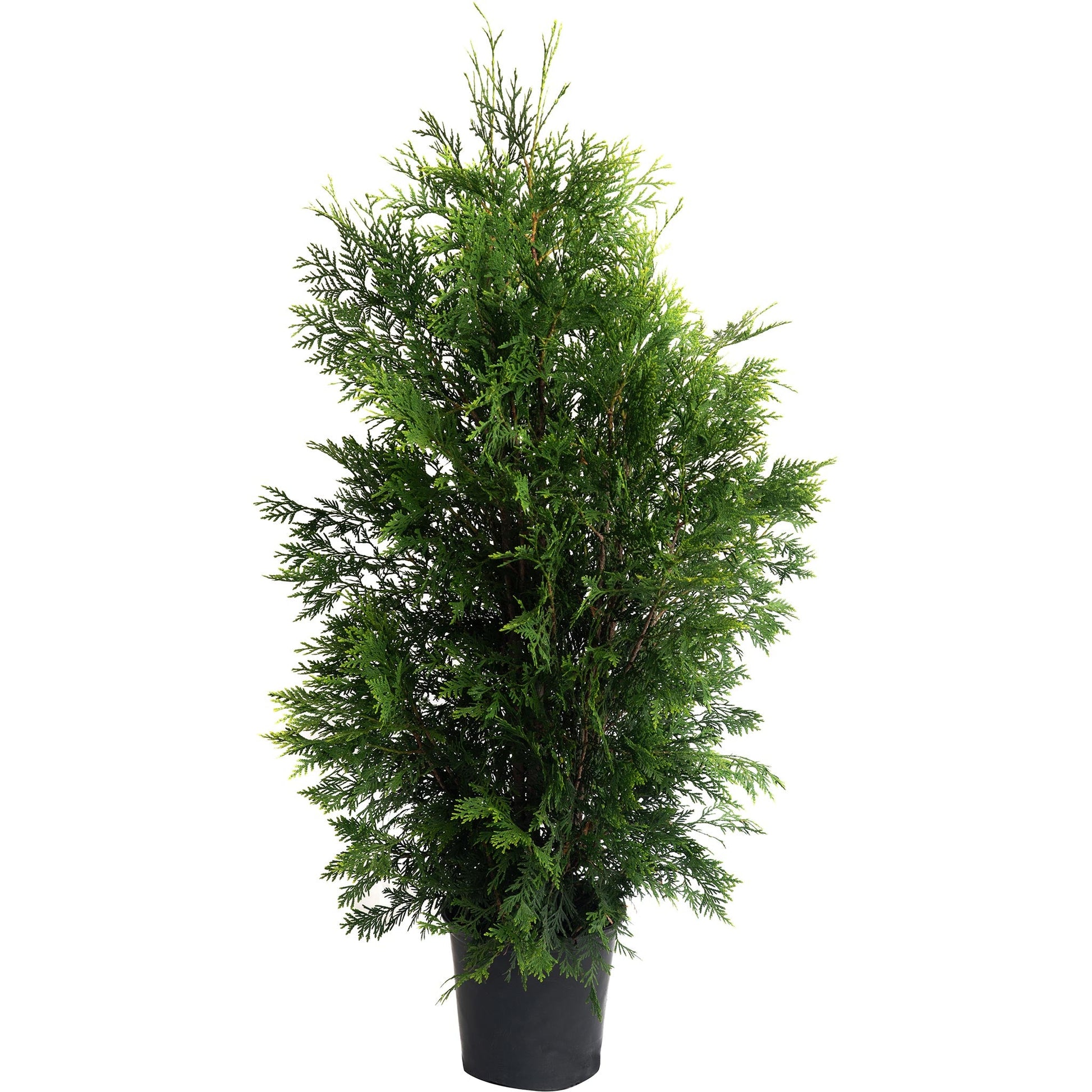 American Pillar Thuja plant emerald foliage in black pot Live Good Logistics plant on Tampa Home & Garden Store