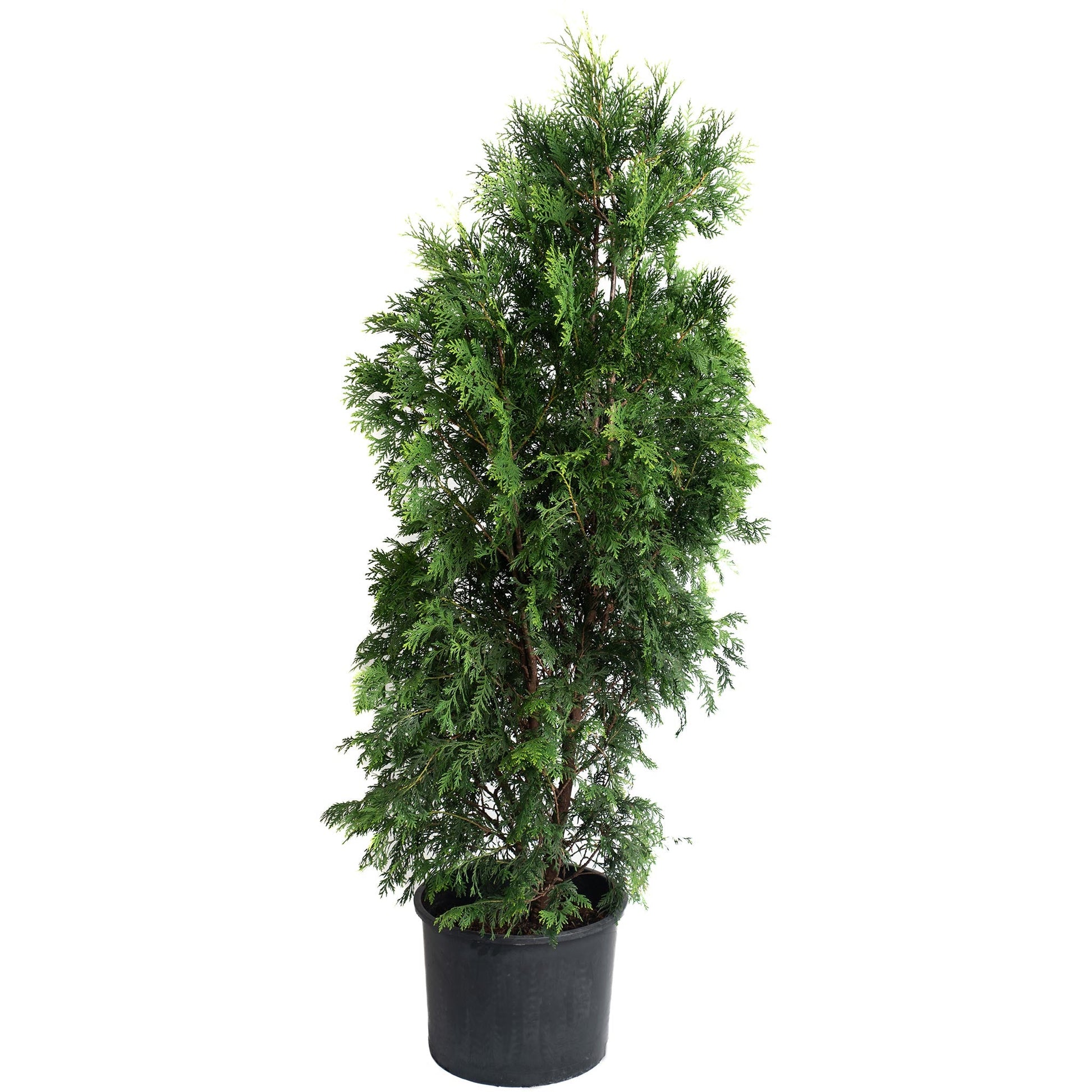 American Pillar Thuja plant in black plastic pot with dense green evergreen foliage on Tampa Home & Garden Store