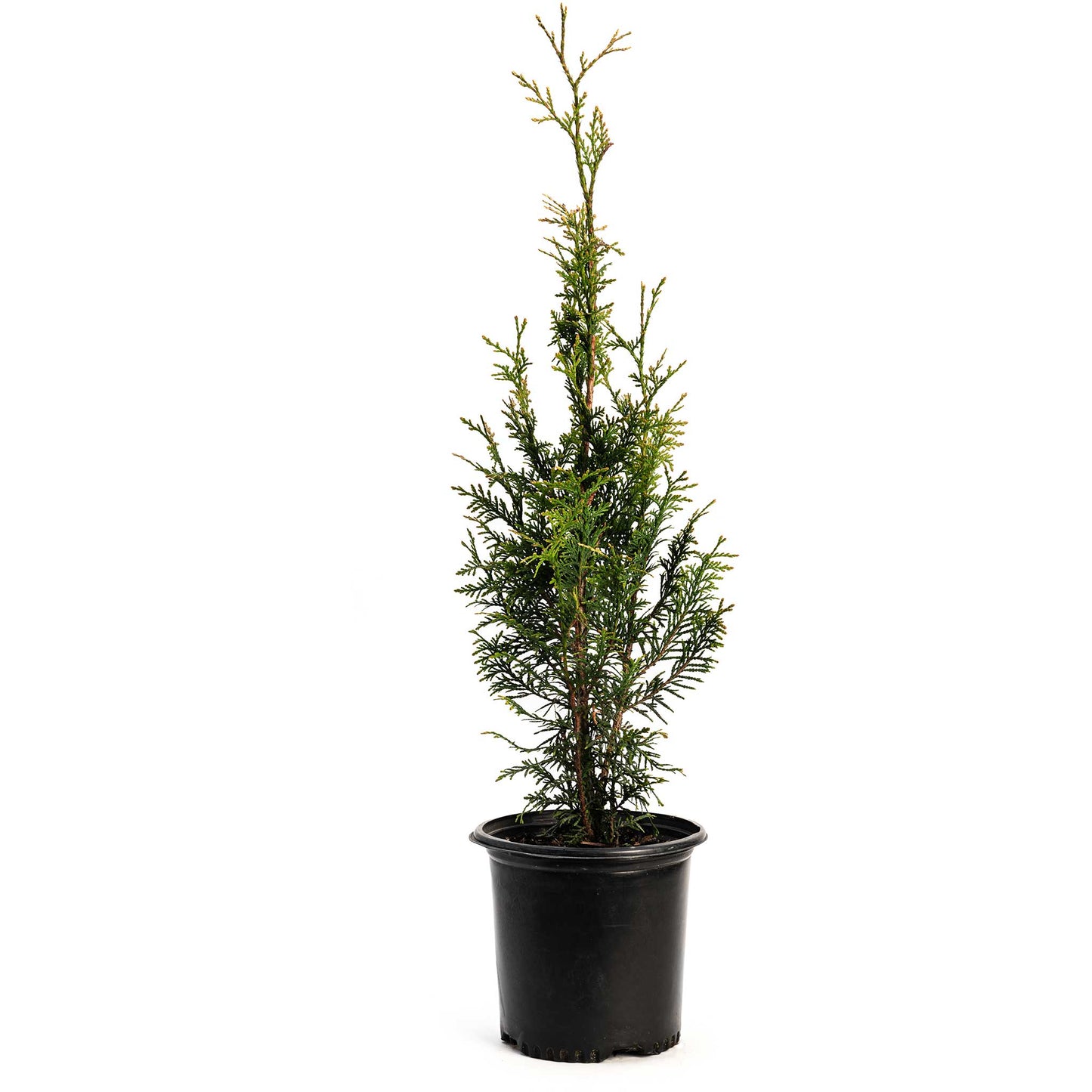 Junior Giant Thuja Tree plant in black pot by Live Good Logistics on Tampa Home & Garden Store