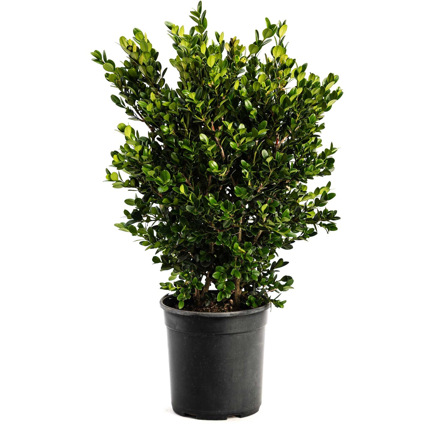 Wintergreen Boxwood plant in a black pot with dense glossy green leaves Live Good Logistics on Tampa Home & Garden Store