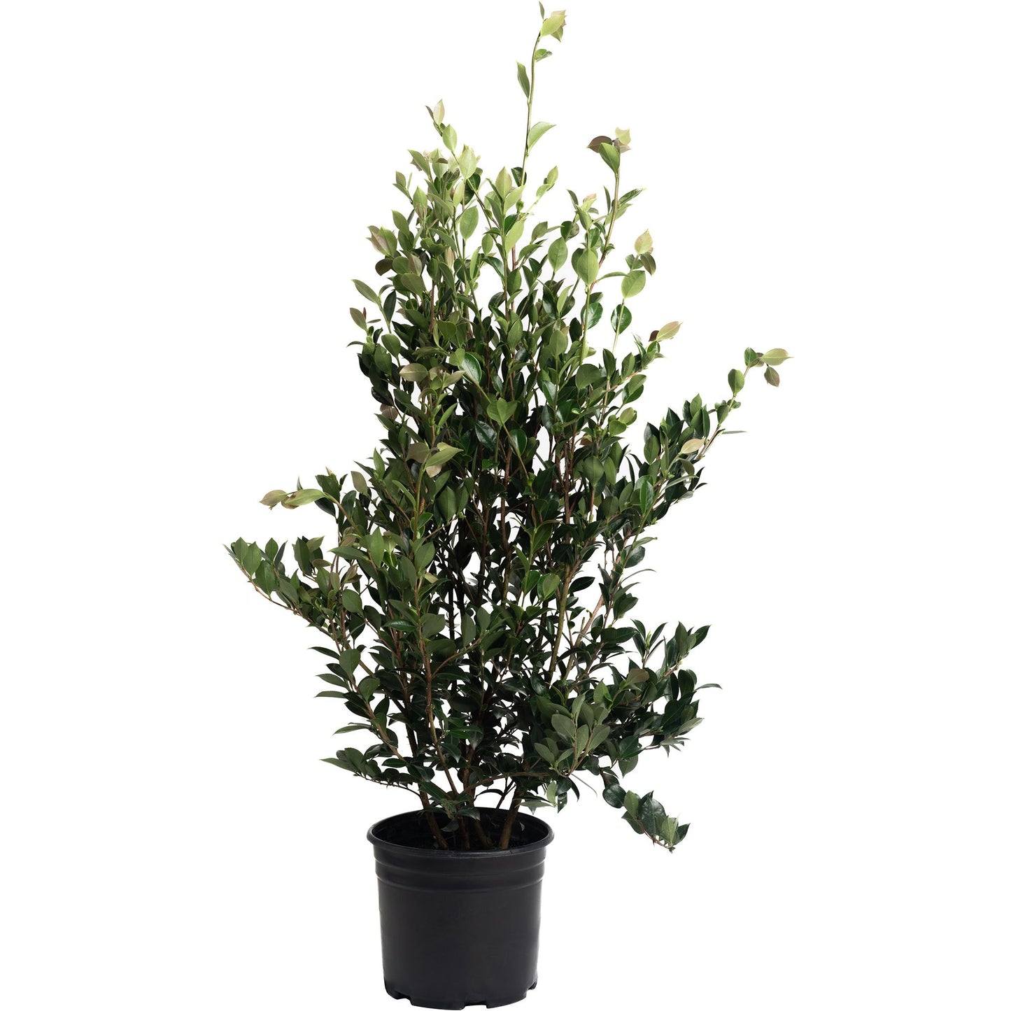 Autumn Rocket Camellia plant in black plastic pot with dense green foliage on Tampa Home & Garden Store